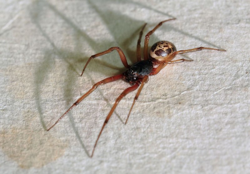 Паук-Тенетник Steatoda bipunctata