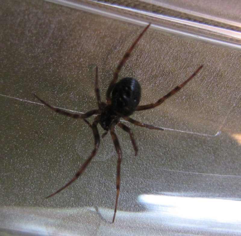 Домовый паук Steatoda grossa