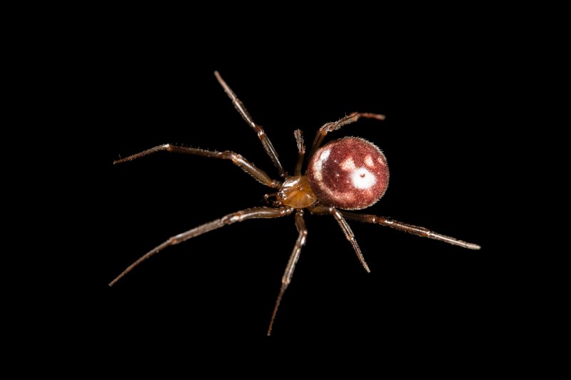 Домовый паук Steatoda grossa