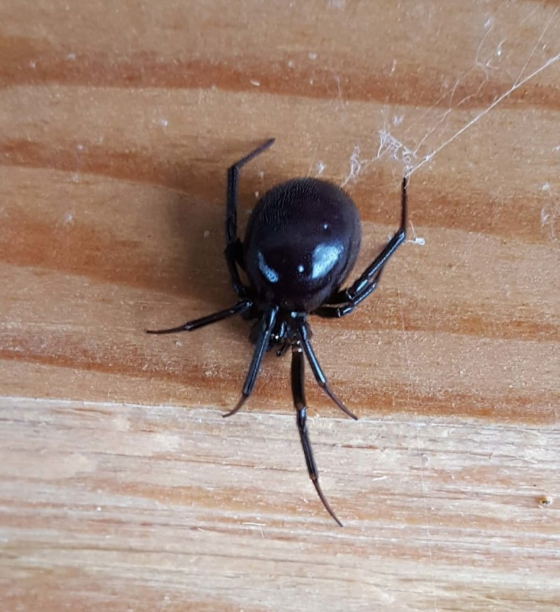 Steatoda Nobilis