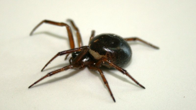 Домовый паук Steatoda grossa