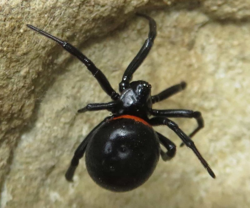 Steatoda Nobilis паук чёрный