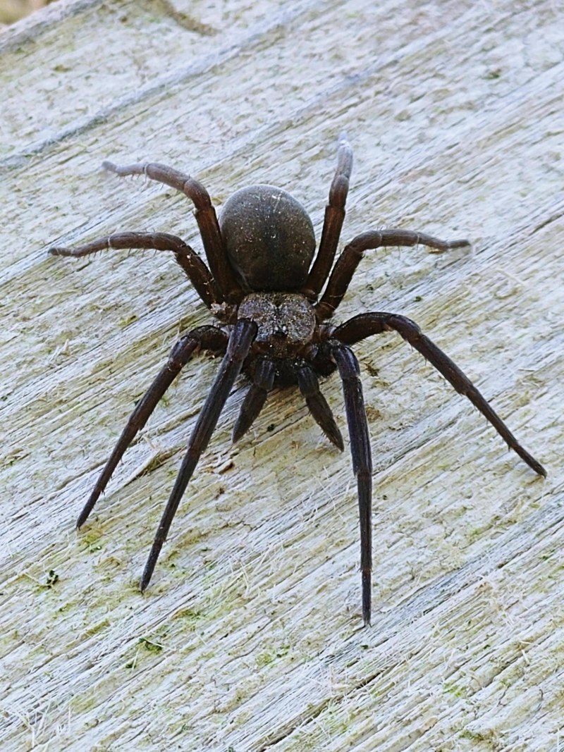 Steatoda Nobilis паук