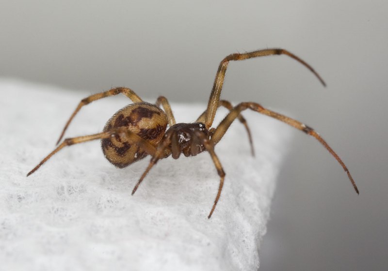 Steatoda Nobilis паук чёрный
