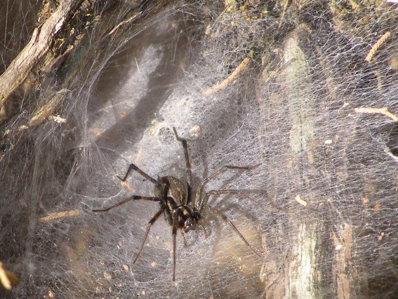 Steatoda Nobilis паук
