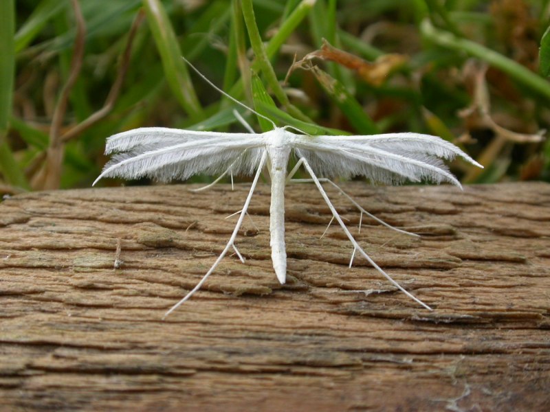 Pterophorus pentadactyla