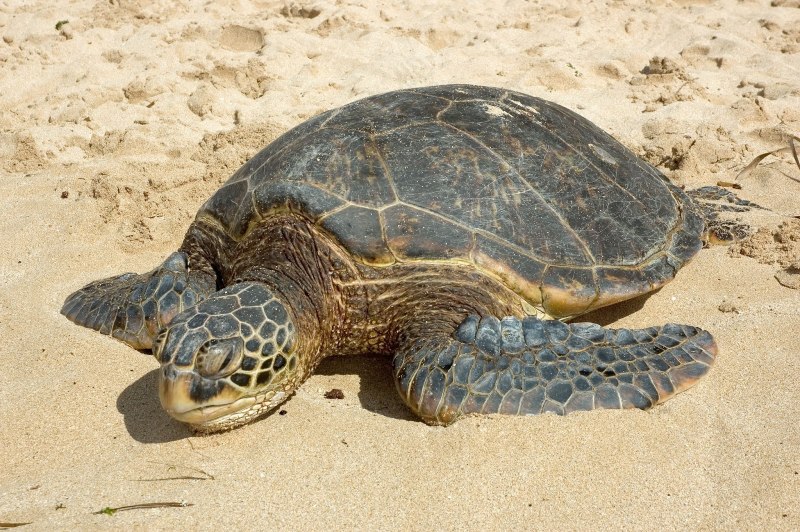 Caretta Caretta черепаха