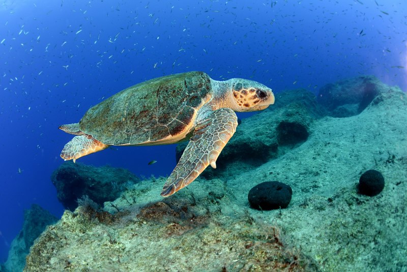 Головастая морская черепаха Каретта