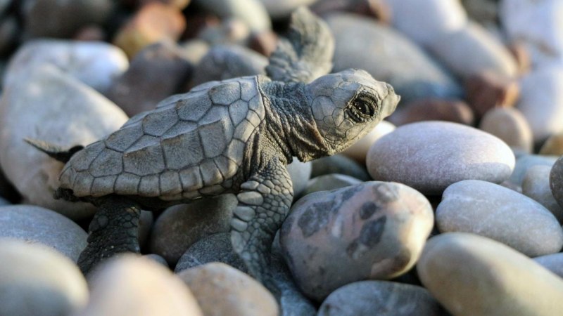 Caretta Caretta черепаха