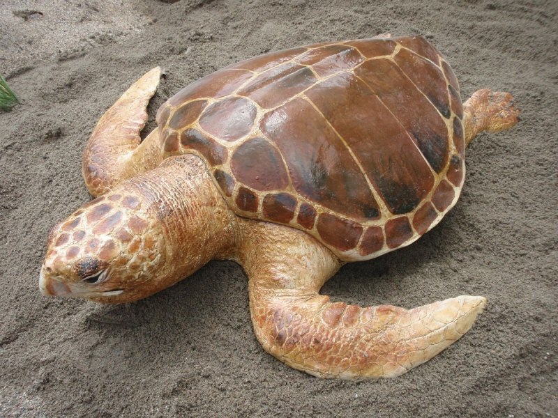 Морская черепаха Каретта