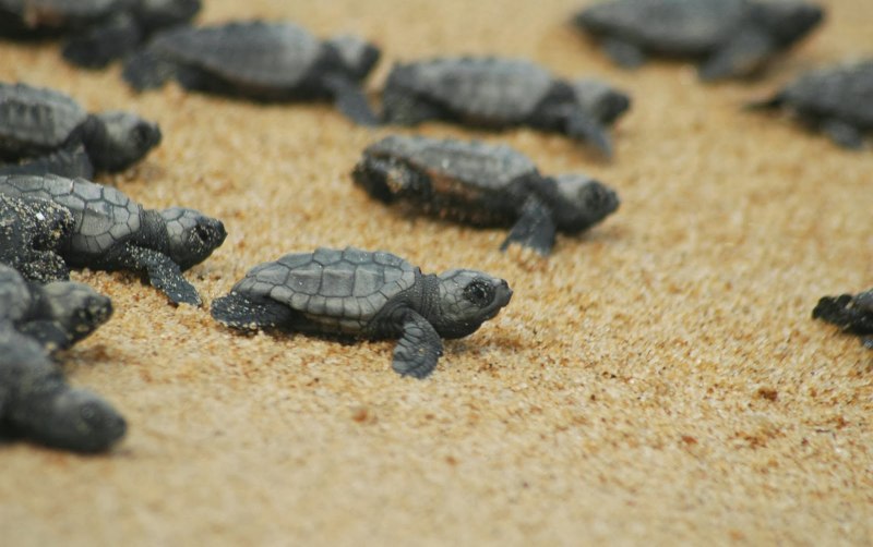 Caretta Caretta черепаха
