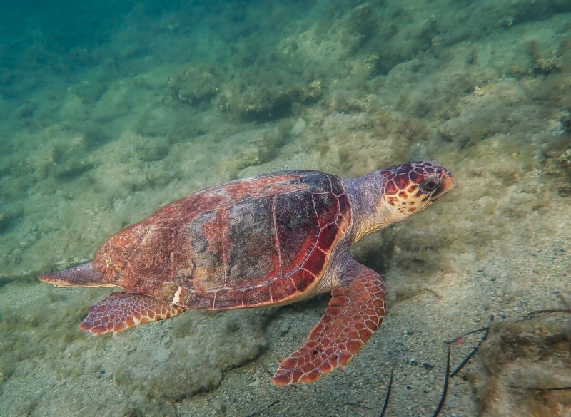 Каретта-Каретта (Caretta-Caretta) логгерхед