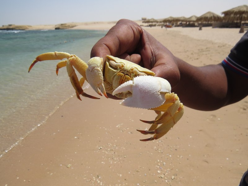 Морские Членистоногие