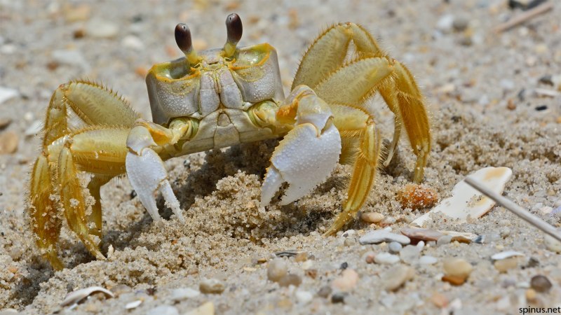 Hemigrapsus penicillatus