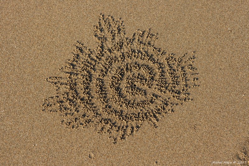 Crab Shell