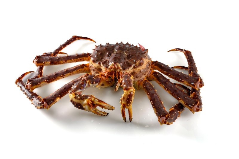 Liocarcinus holsatus