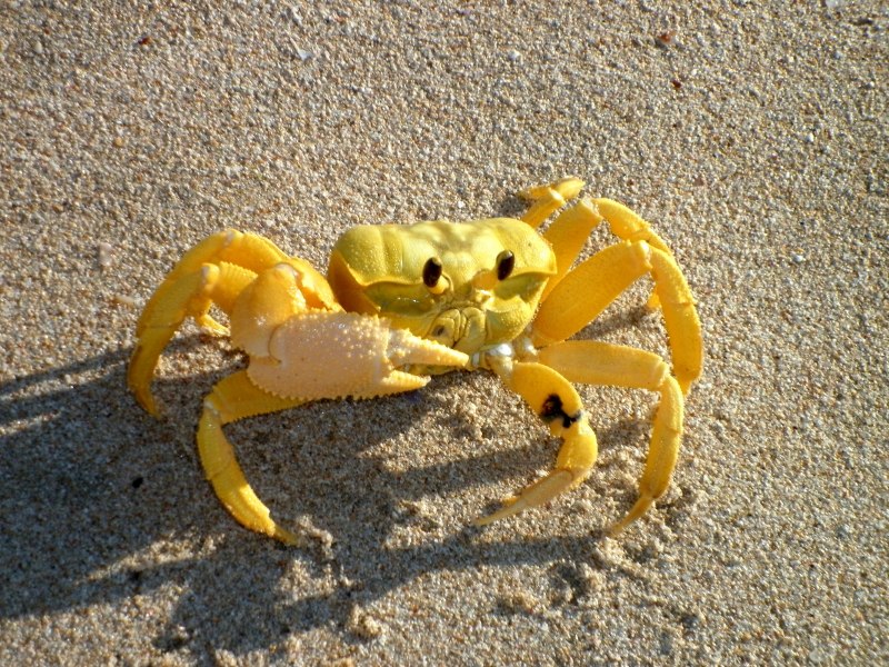 Sapphire Crab
