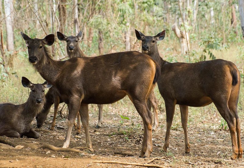 Филиппинский пятнистый олень (Cervus alfredi)