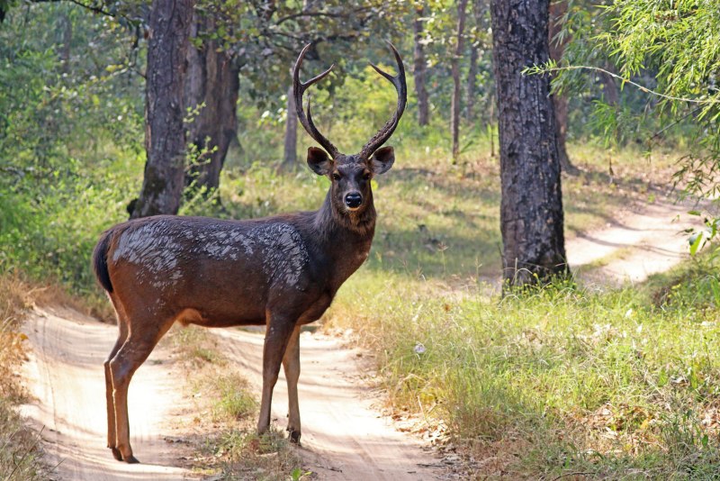 Олень замбар
