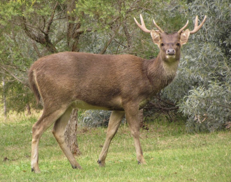 Timor Deer
