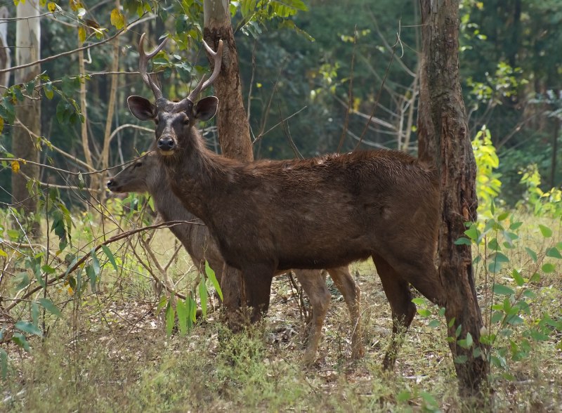 Индийский замбар rusa Unicolor)