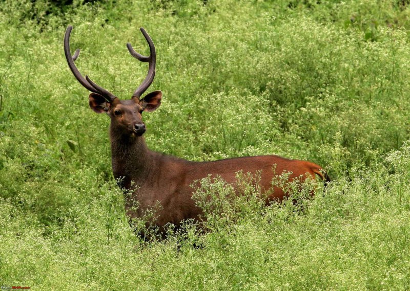 Sambar Deer
