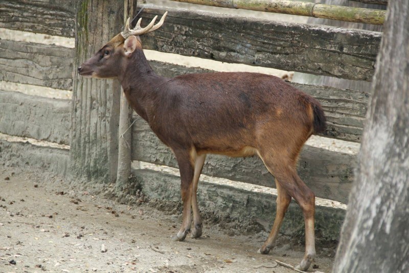 Олень куля (лат. Axis kuhlii).