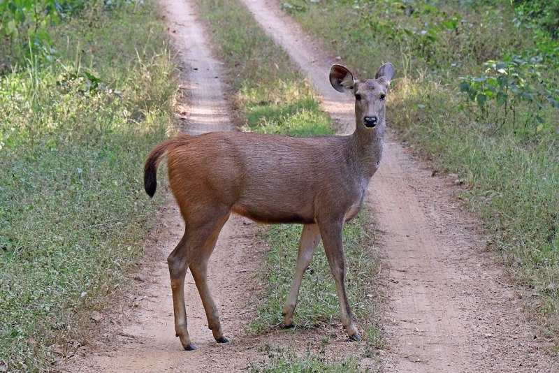 Самец индийский замбар