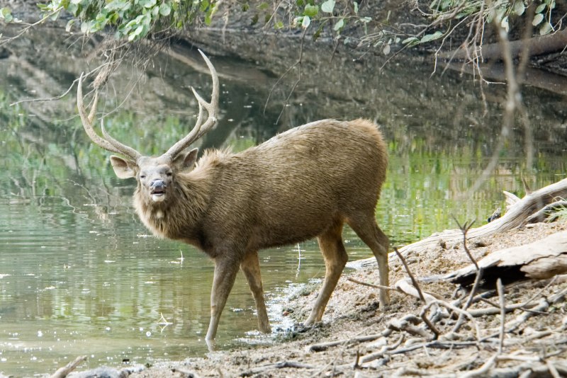 Олень замбар