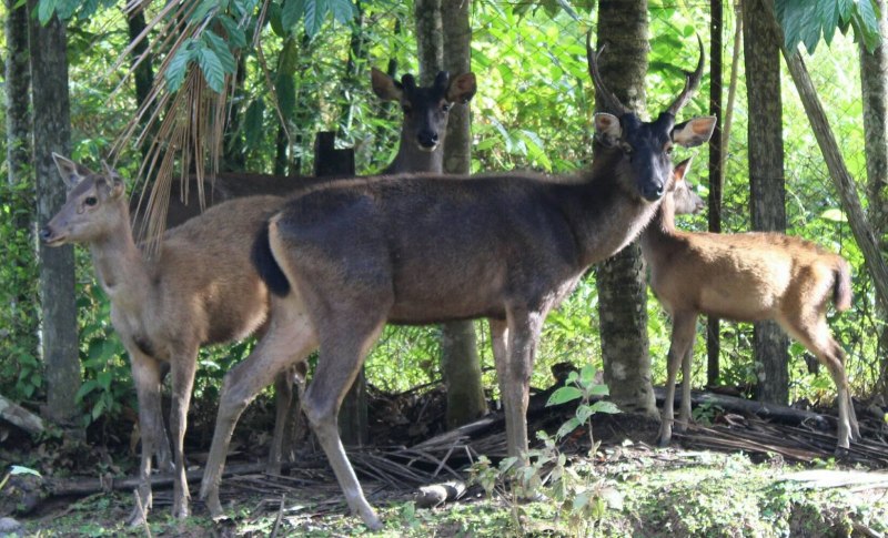 Rusa