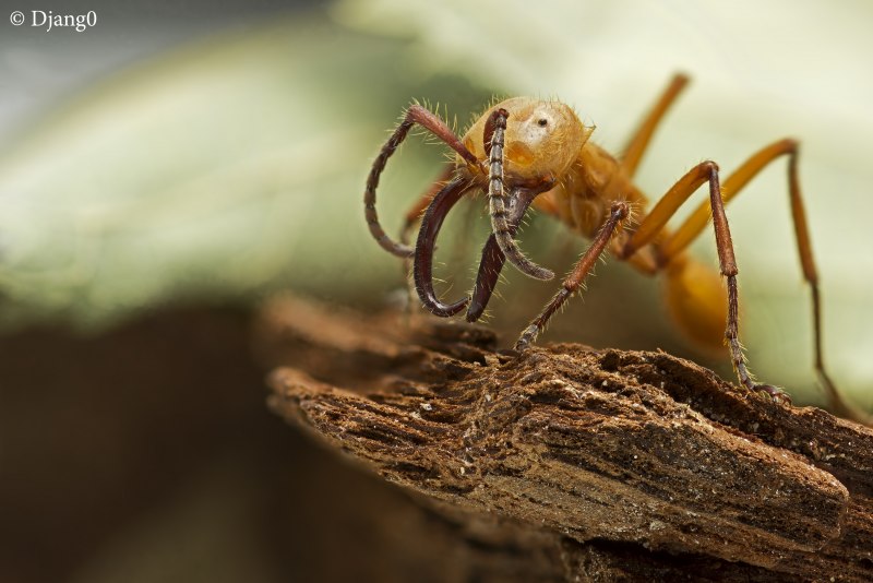 Myrmecia mandibularis