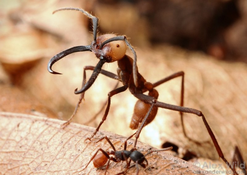 Бродячий муравей (70 фото)