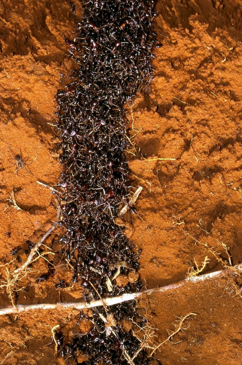 Polyergus lucidus