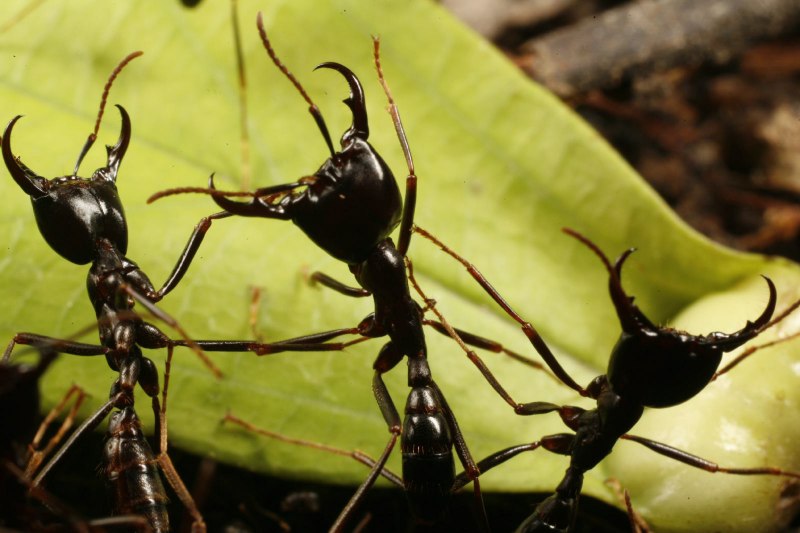 Dorylus nigricans