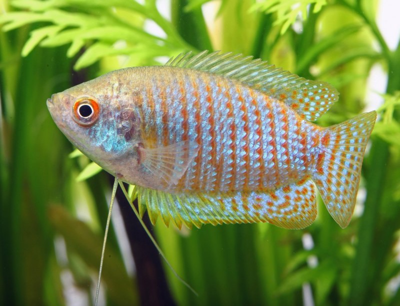 Trichogaster lalius Rainbow Blue