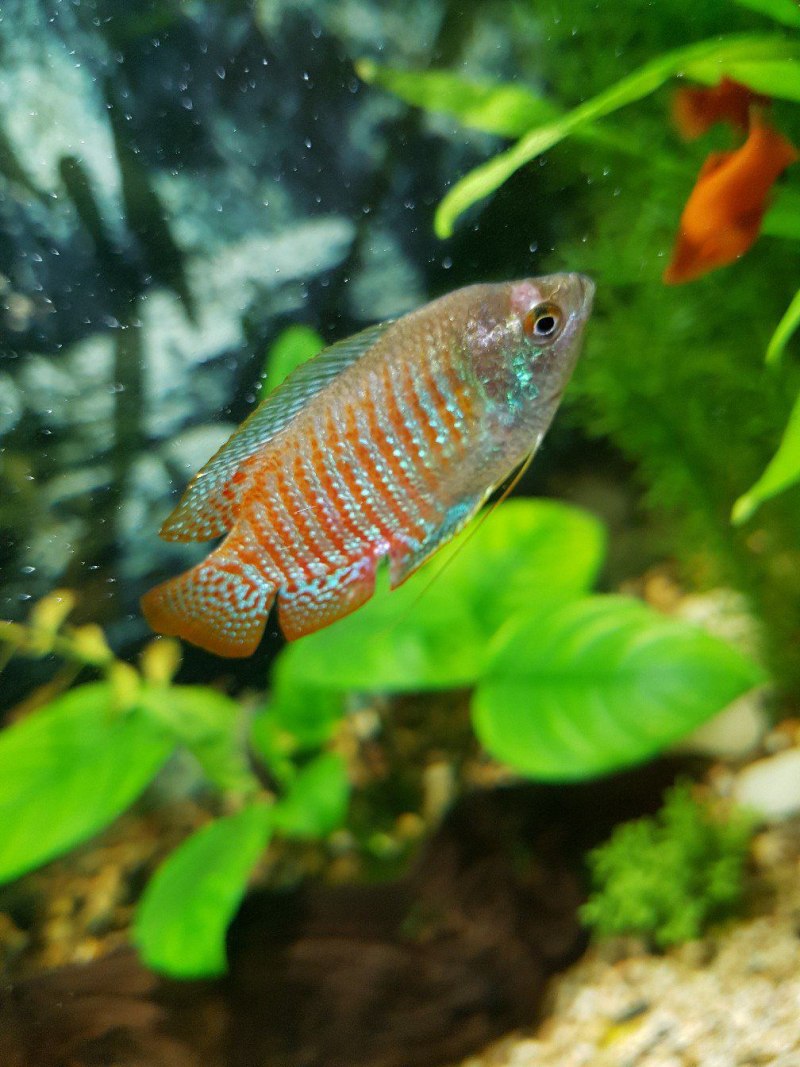 Лялиус (Trichogaster lalius)