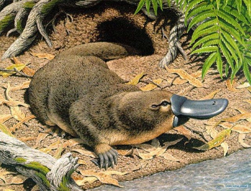 Ornithorhynchus anatinus