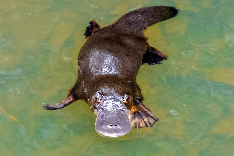 Ornithorhynchus anatinus