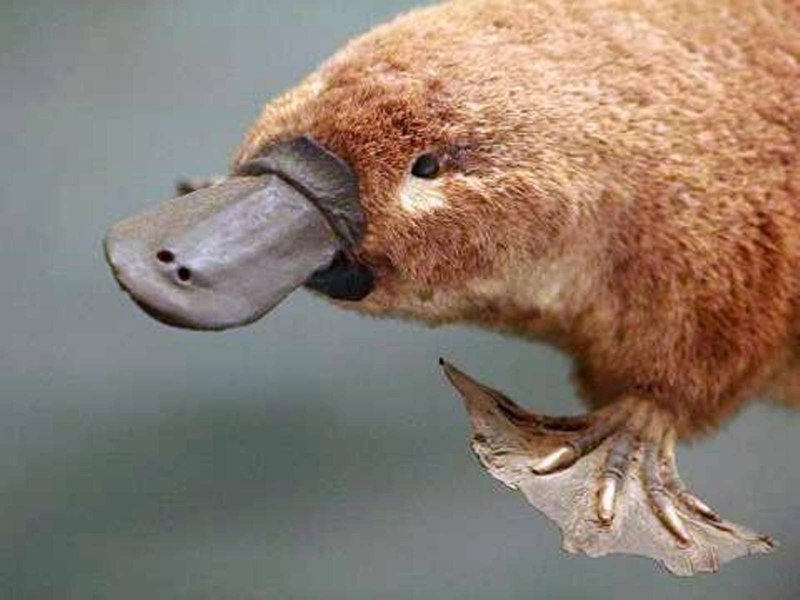 Ornithorhynchus anatinus