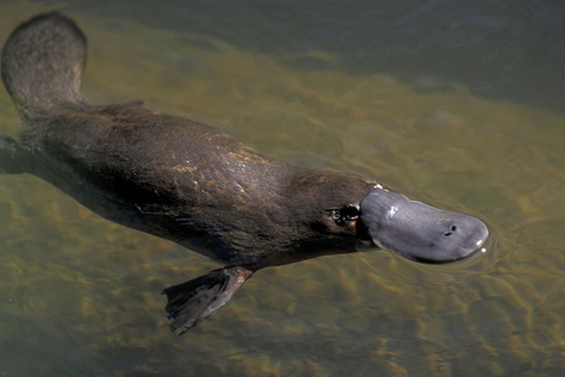 Ornithorhynchus anatinus