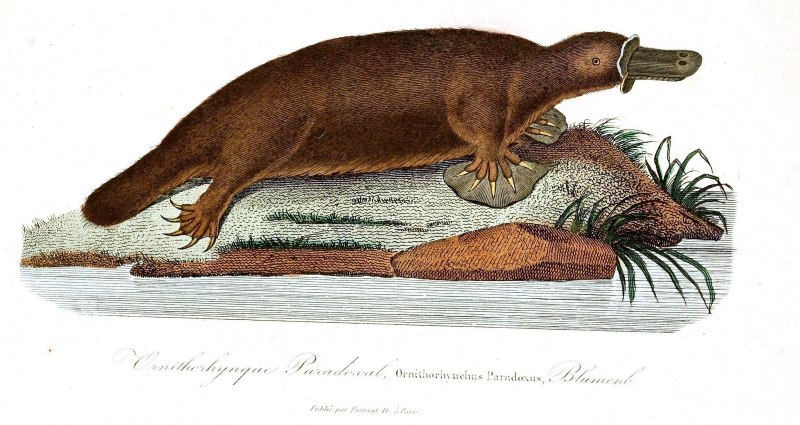 Ornithorhynchus anatinus
