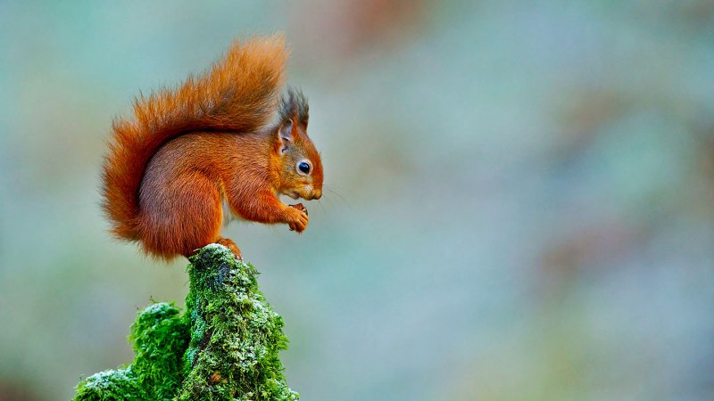 Белка обыкновенная – Sciurus vulgaris
