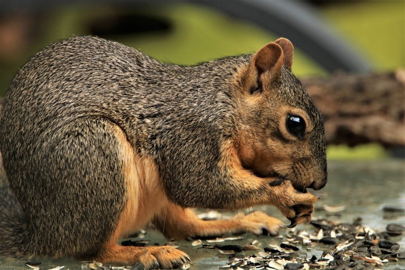 Белка (Sciurus)