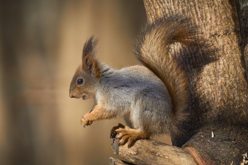 Обыкновенная белка Sciurus vulgari