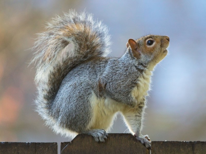 Подвиды белки (Sciurus vulgaris) ареал