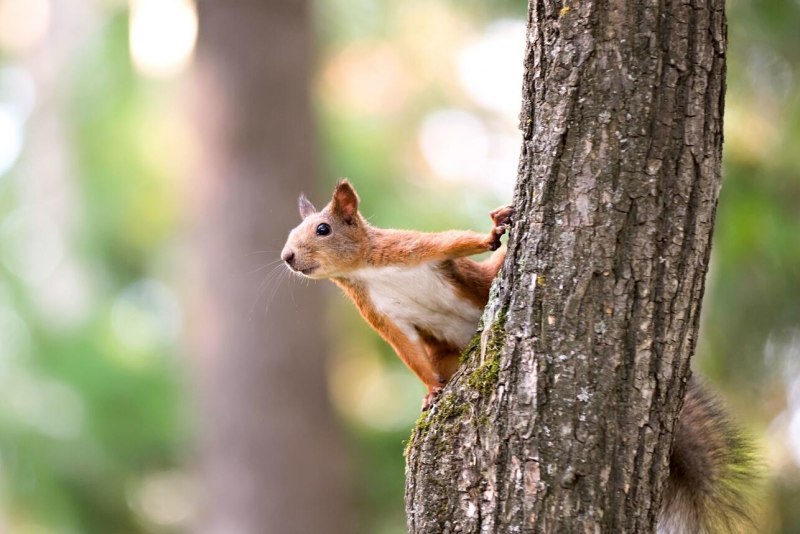 (Sciurus vulgaris leucourus)