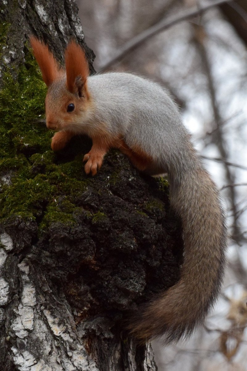 Sciurus vulgaris