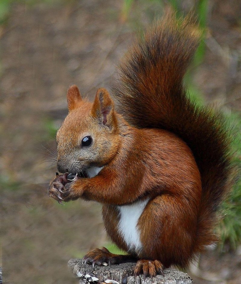 Белка обыкновенная (лат. Sciurus vulgaris)