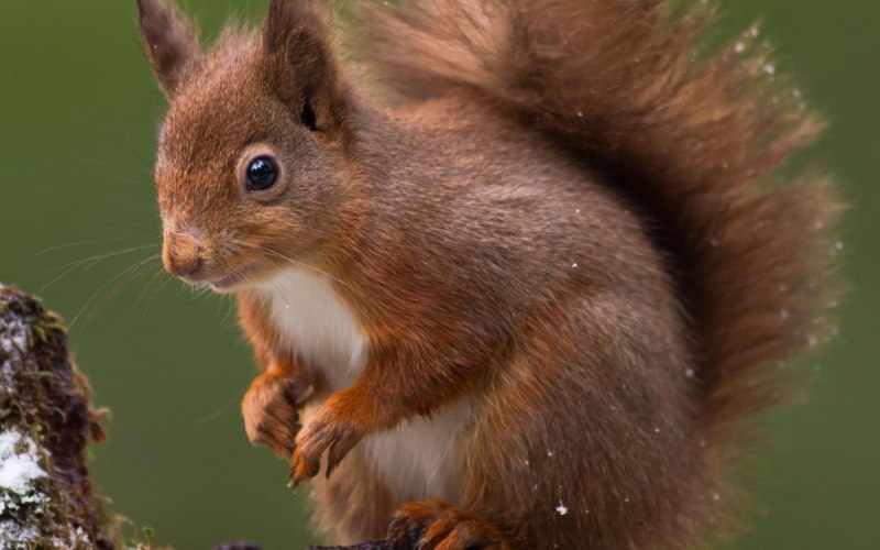 Albert's Squirrel