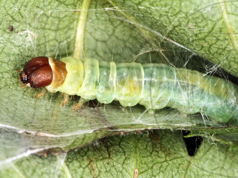Листовертка плодовая Archips variegana